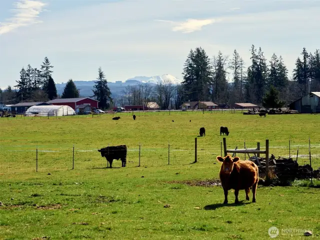 Pasture w/Mtn Views