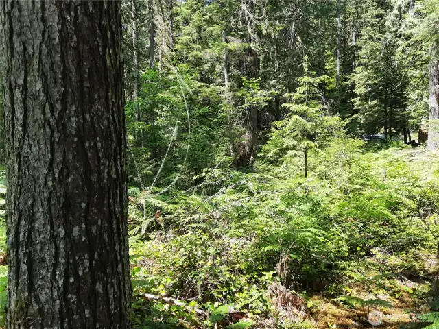 mature trees