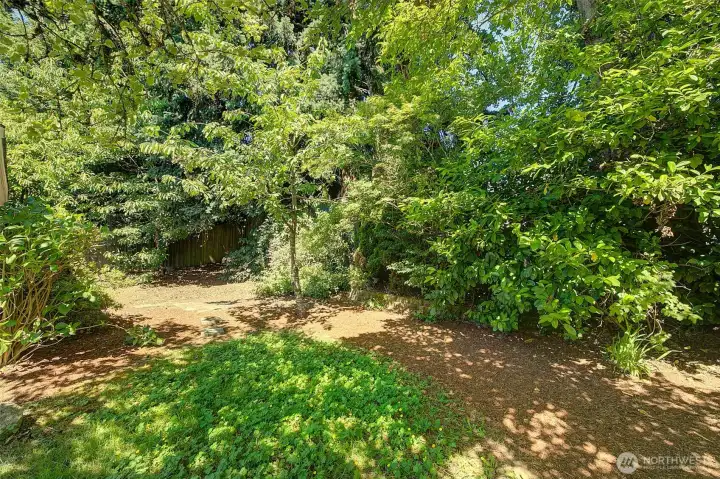 Back yard Back yard