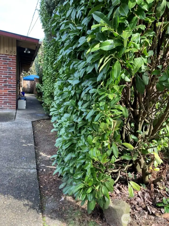 520