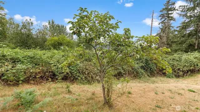 There’s even an Asian pear tree on the property - get ready for crisp, sweet fruit right from your own yard!