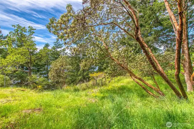 Graceful Madrona tree adorn the land.