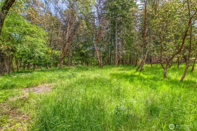 A grove of the coveted Madrona trees grace the land.