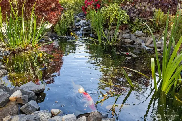 Koi Pond