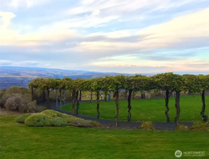 All the vineyards one could run through!