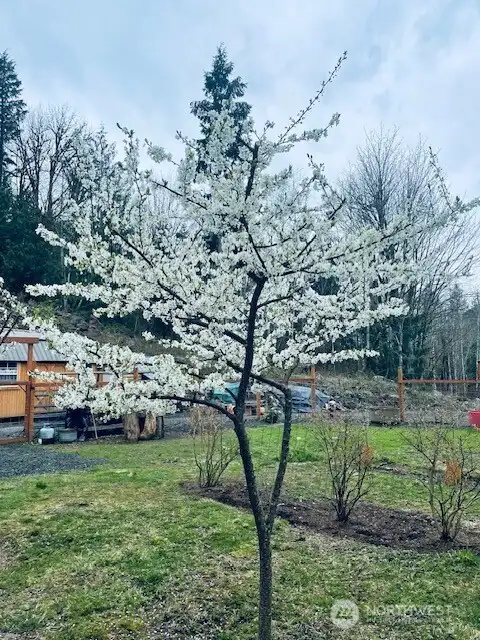 A touch of blooms! Side yard - fenced - features many fruit trees and berries.