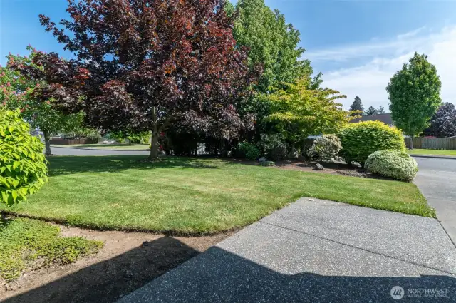 Front Yard