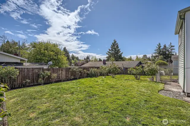 Backyard with Mature Rose Garden