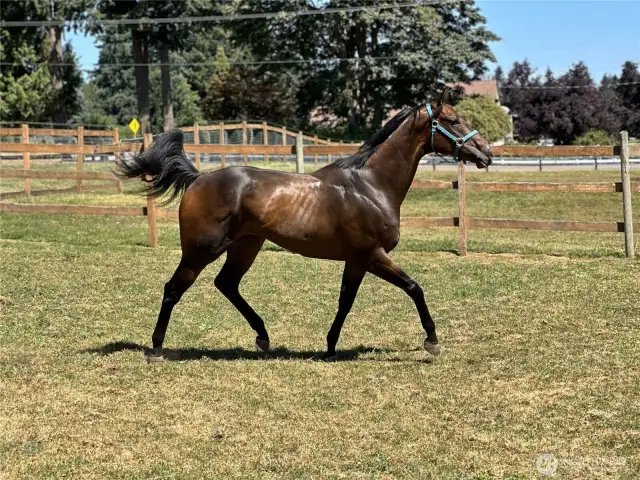 Happy horse
