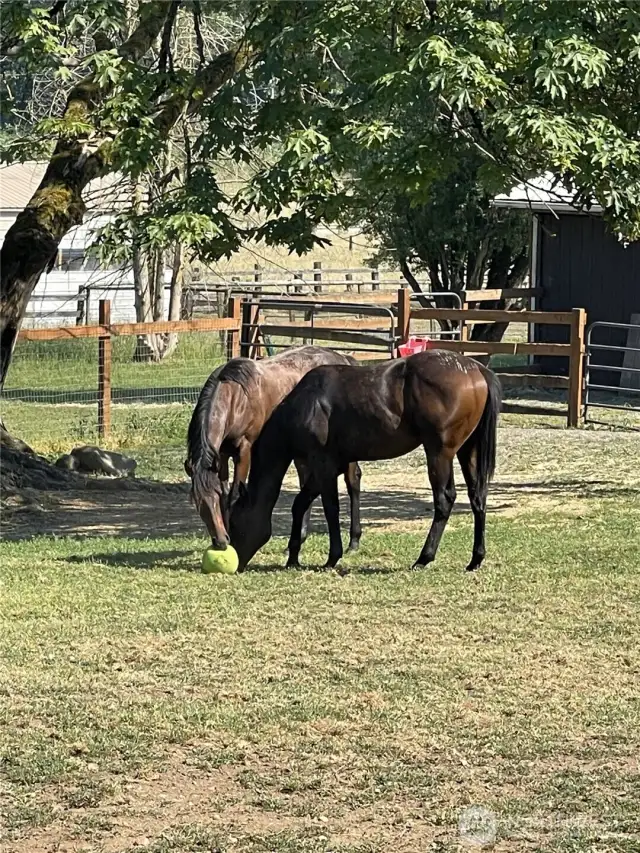 Fun in the pasture