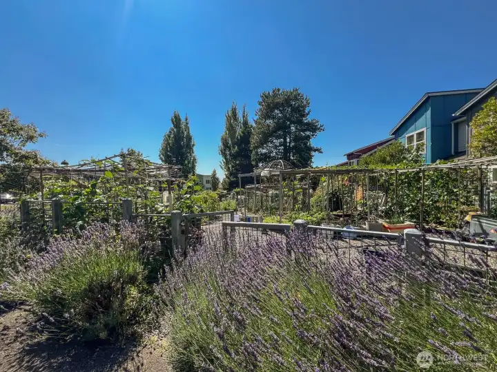Community gardens and pea patch.