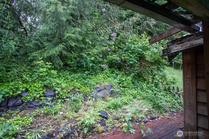 back yard