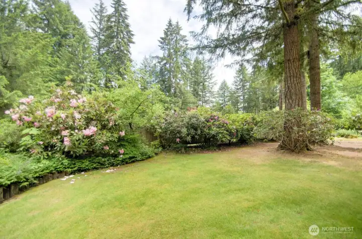 Lots of established rhododendrons and fruit trees too!