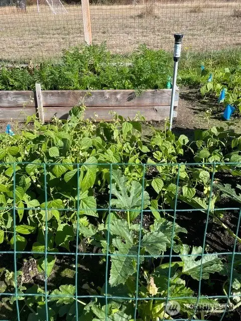 A bounty of veggies!
