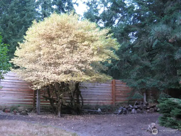 Trees and plantings that change with the seasons