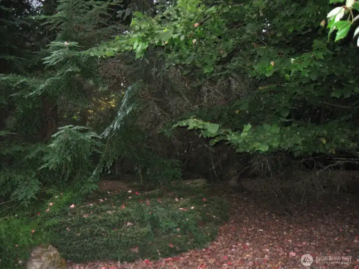 The South East corner of the grounds feature a Magical Forest setting...Deer love to visit this area.