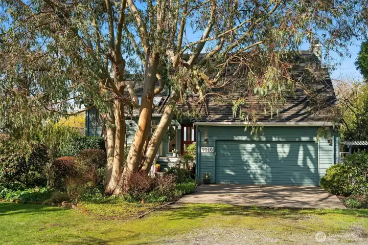 Driveway approach with attached garage surrounded by lush greenery and established trees.