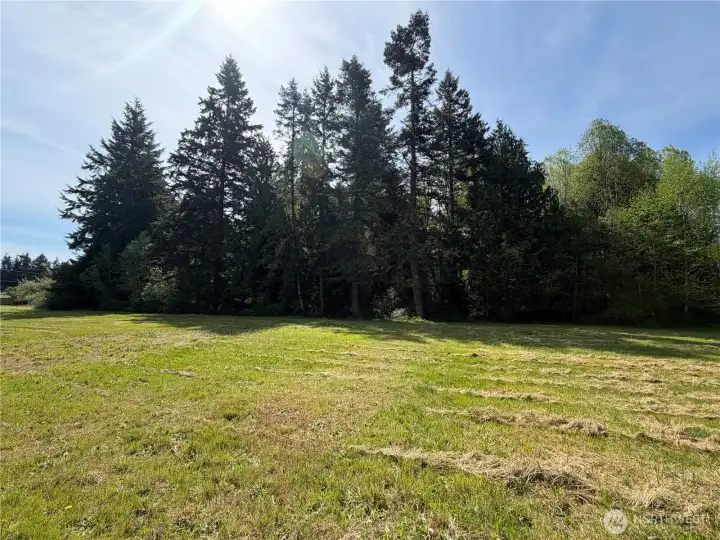 Treed area along the S property line.