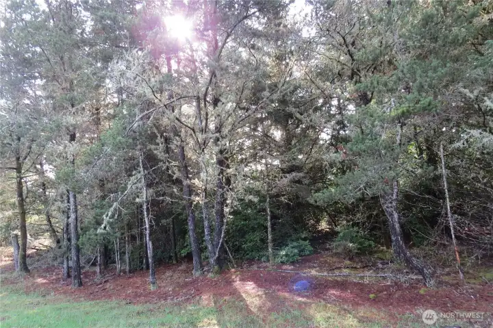 SELECTIVELY CLEAR THE PROPERTY!  THE UTILITES, WATER, POWER AND SEWER ARE IN THE STREET READY TO BE PUT ONTO THE PROPERTY!