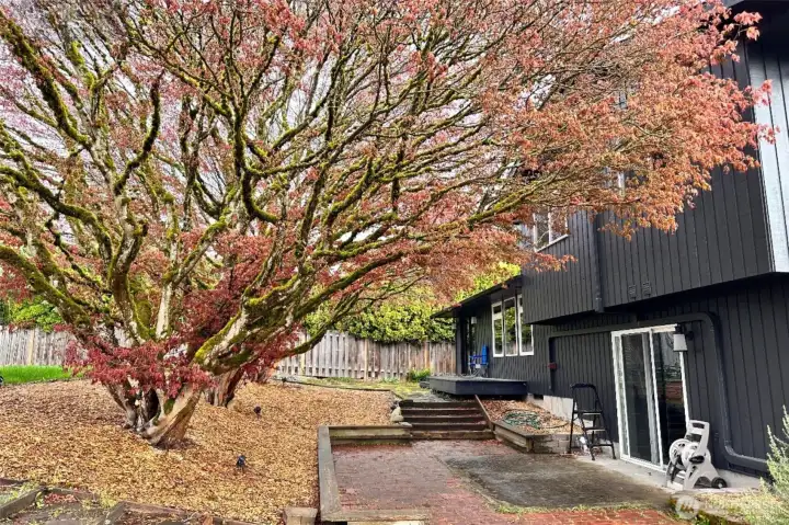 The blooming trees in the Spring time
