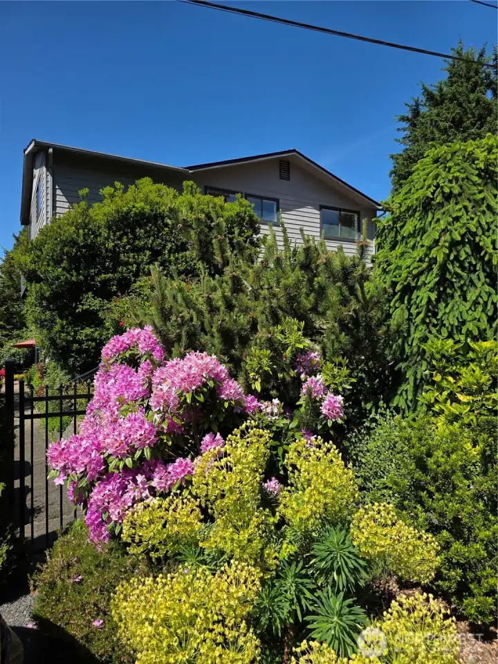 So many blossoms!