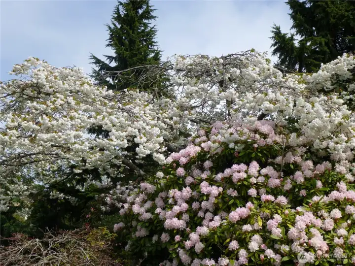 So many blooms!!