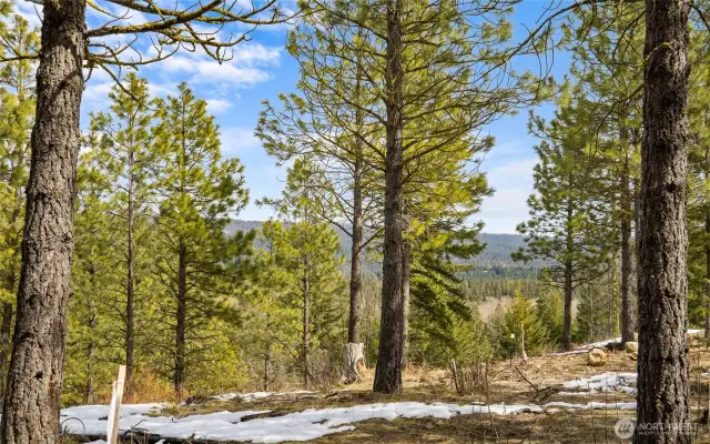 Back of property ridge views!