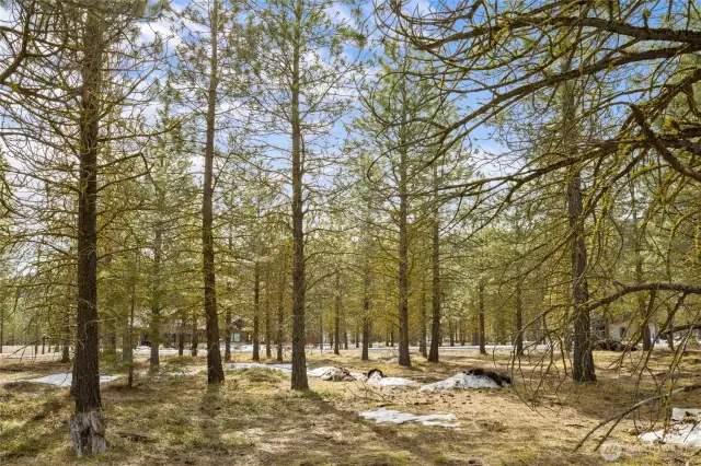 Sunny and lightly Tree'd homesite