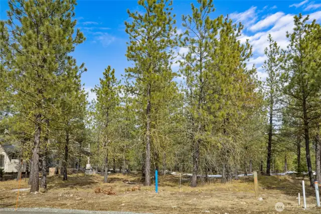 Street view of homesite