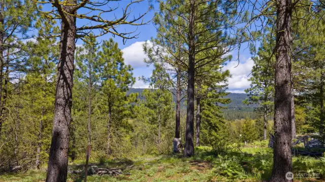 Middle of homesite