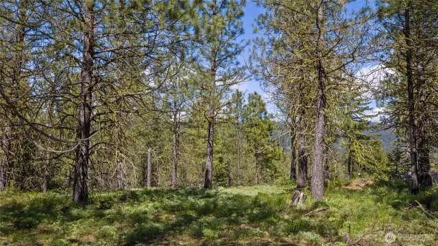 Middle of homesite