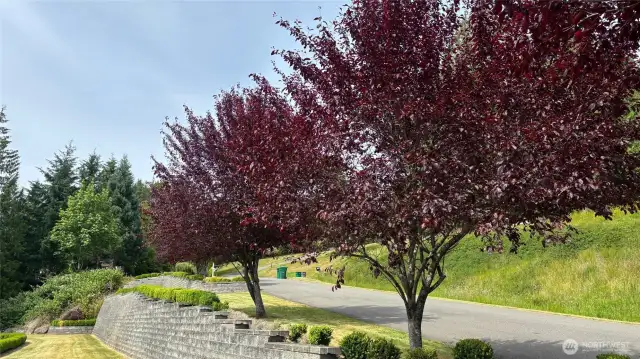 Front Yard from Street