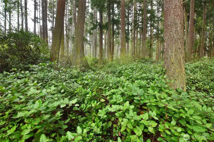 The home includes the adjacent lot to the North, providing a buffer of nature behind the home.