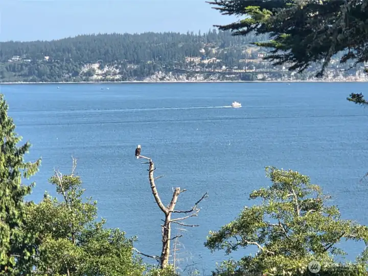 One of the best locations to spot eagles
