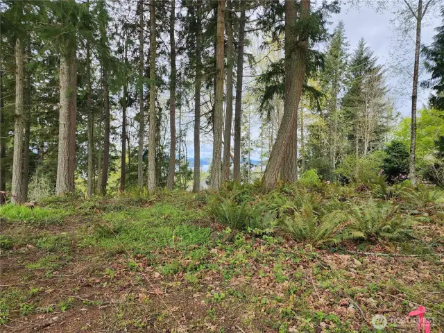 Home Site w a few stringlines showing the setback as well, Neighbor to the north bought the lot in between so no one would build