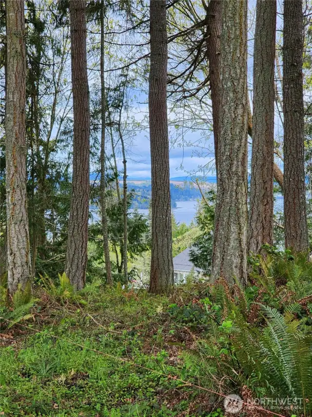 Select trees were removed so the Home Site could be revealed