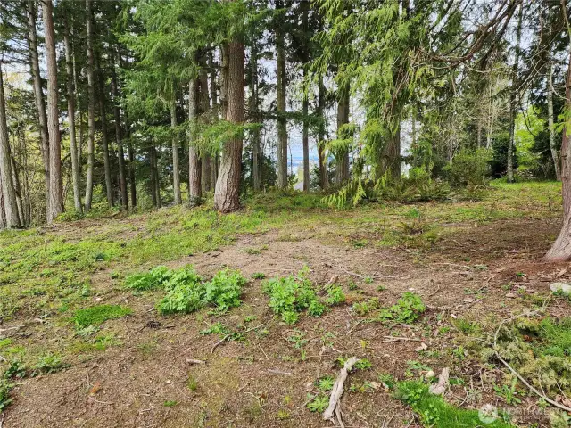 More of the Homesite