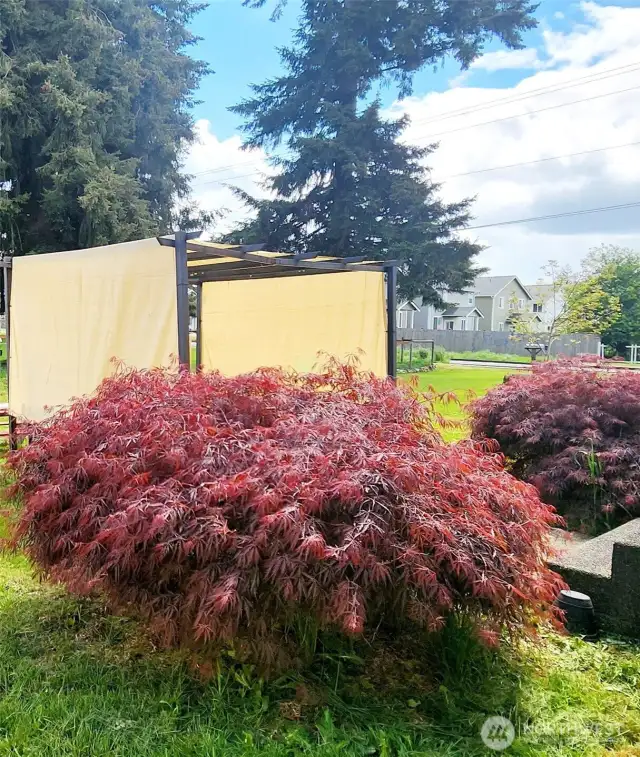 Japanese Maples