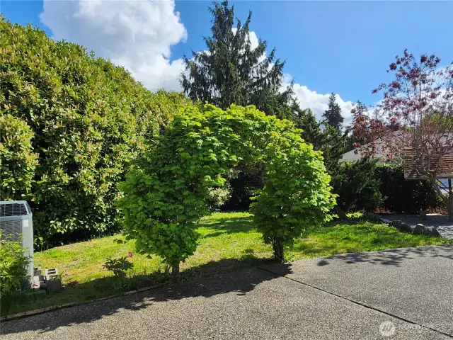 Privacy Landscaping