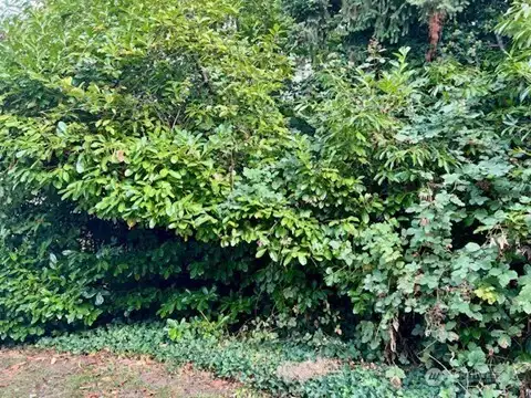 Greenery surrounding the patio and the end unit