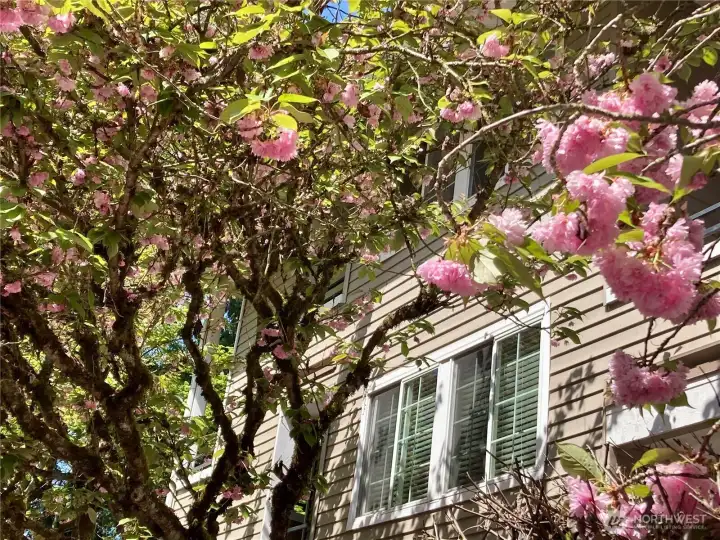 Enjoy spring blooms right outside your window—lush cherry blossoms frame this private end unit.