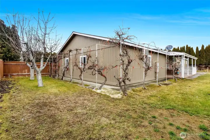 Just the right sized vineyard, already pruned, for you to have grapes and make some grape juice or whatever you fancy! Note the covered back porch, and also the wall a/c in the garage wall.
