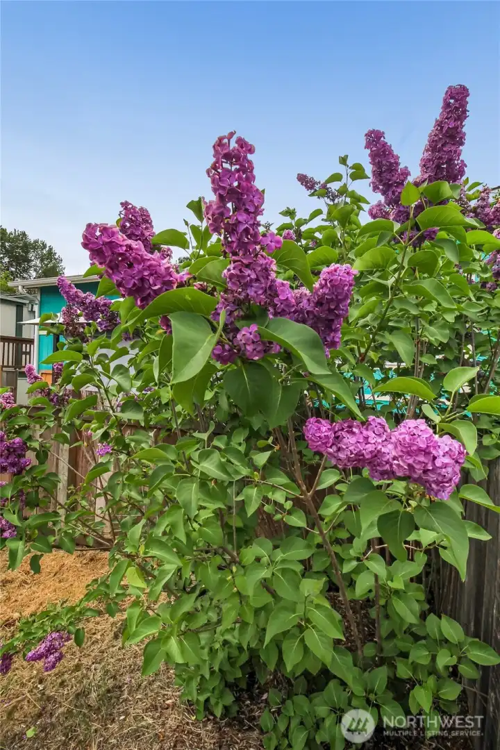Beautiful flowers growing in the backyard. Welcome Home!