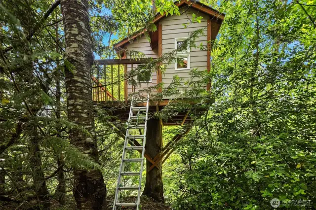 Fun tree fort up in the backyard trees.