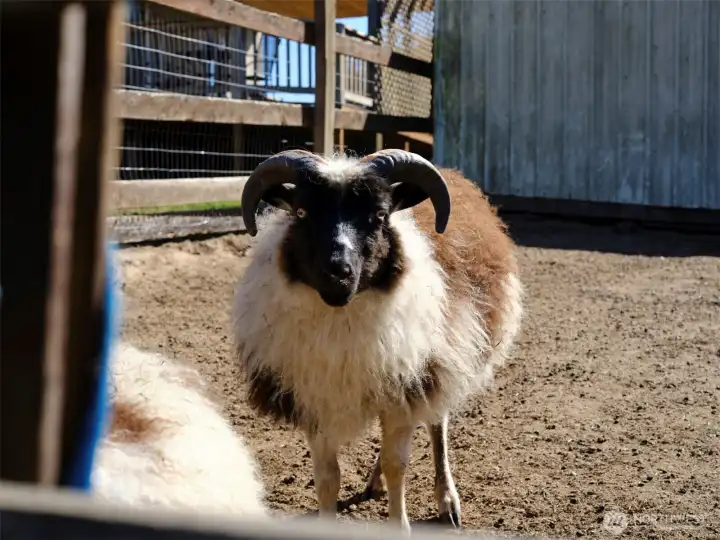 Farm Animals