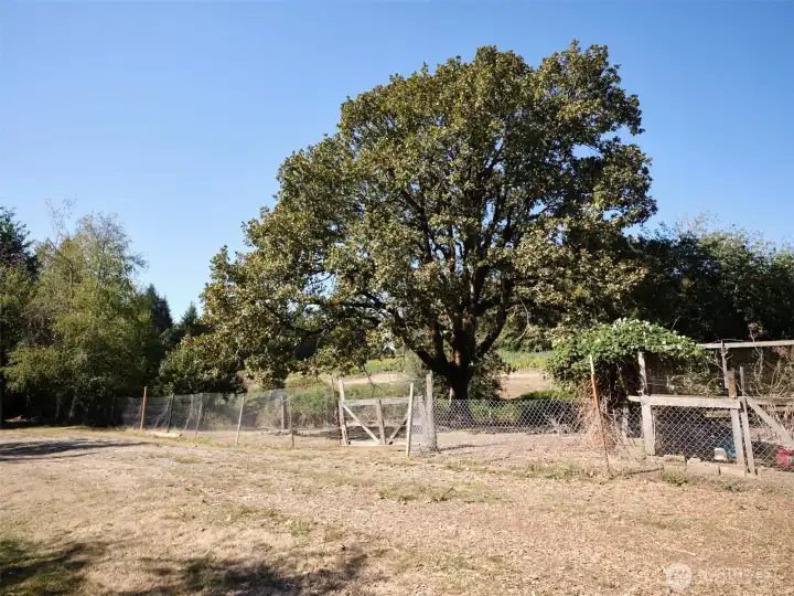 Oak Tree