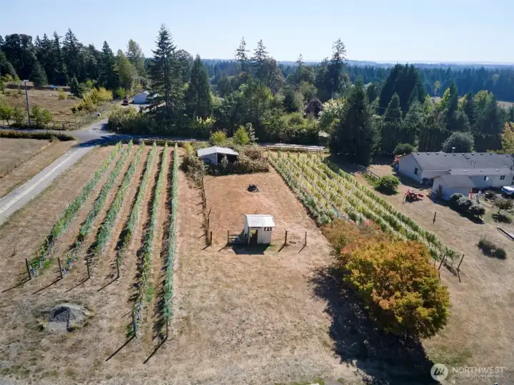 Vineyard