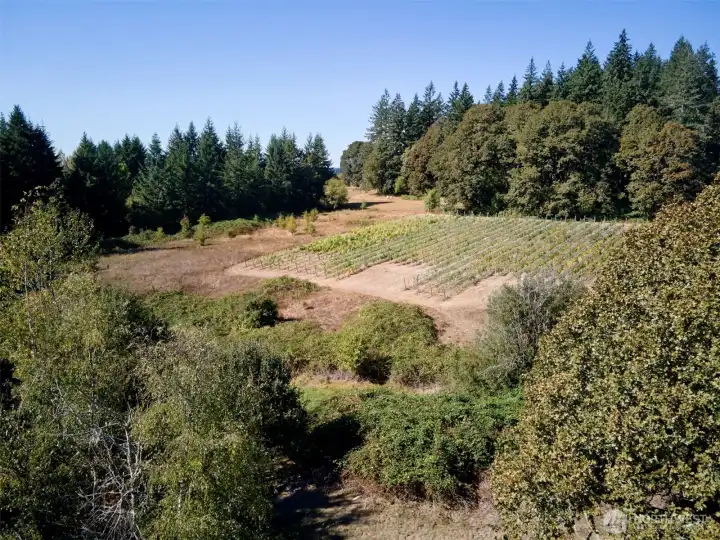 Vineyard