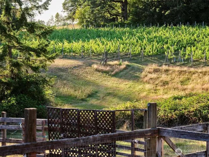 Vineyard View