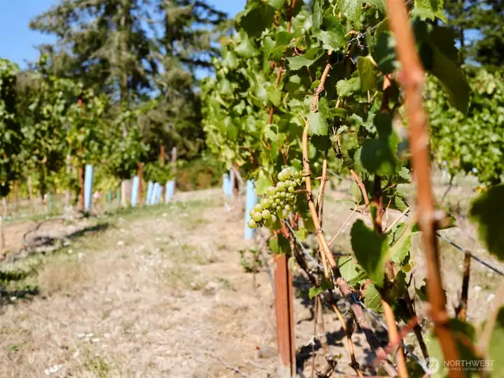 Grapes